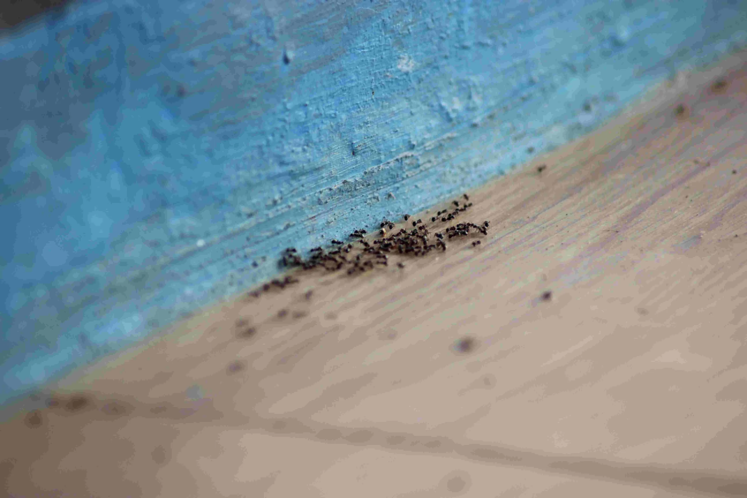 Large ant colony clustered at a wall entry point indicating structural pest issues in Bloomington, Indiana
