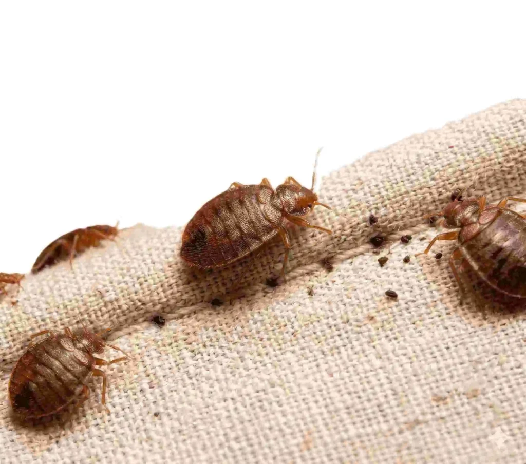 bed bug infestation on mattress seam in Bloomington IN home requiring professional treatment