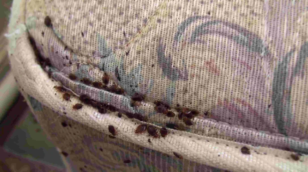Bed bug infestation on mattress seam in Bloomington Indiana home